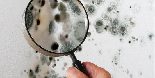 Tips For Killing Mold After A Flooding in Your Home